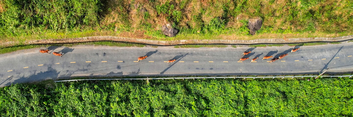 Aerial view of a winding road intersecting lush greenery with a herd of cattle crossing, depicting...