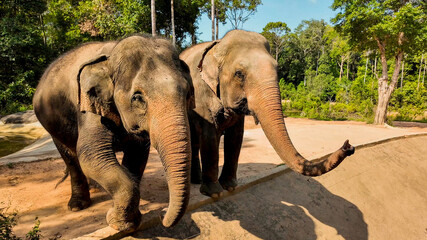 An Asian elephant wanders through a sunlit clearing in the forest, concept suited for wildlife conservation and World Elephant Day