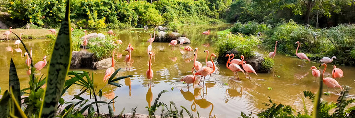 Flock of elegant pink flamingos foraging in a tranquil tropical wetland, surrounded by lush...