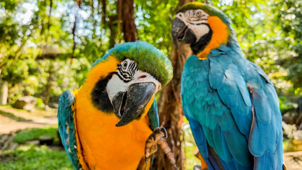 Vibrant blue and yellow macaws in a lush forest, perfect for wildlife and tropical themes, fitting for World Parrot Day and biodiversity awareness campaigns