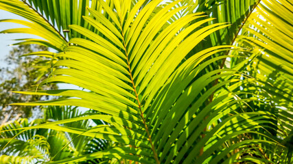 Vibrant green palm leaves basking in sunlight, evoking tropical summer vibes and travel, ideal for...