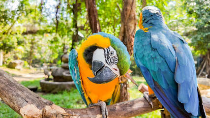 Vibrant blue and yellow macaws in a lush forest, perfect for wildlife and tropical themes, fitting...