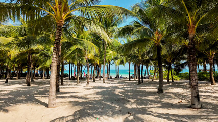 Fototapeta na wymiar Tropical beach paradise with lush palm trees and pristine sands, perfect for travel, summer vacations, and holiday stock photography