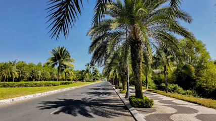 Sunny tropical boulevard lined with palm trees, ideal for vacation and summer travel themes, with a...