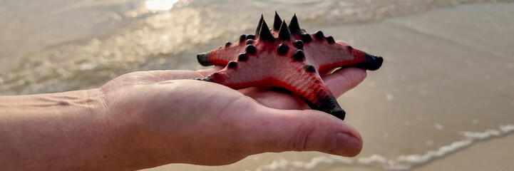 Close-up of a vibrant red starfish on a person's hand against a soft-focus beach background,...