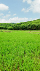 Lush green paddy fields with standing water reflecting sustainable agriculture practices, related to World Environment Day and National Rice Planters Day