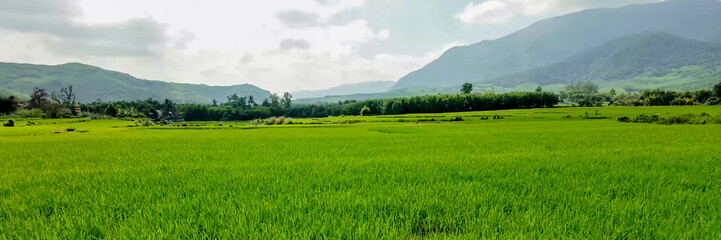 Lush green paddy fields with standing water reflecting sustainable agriculture practices, related...