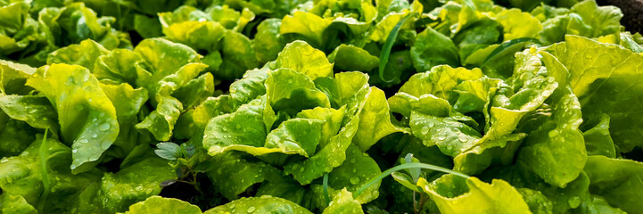 Vibrant green lettuce leaves with fresh water droplets in a garden, depicting organic farming and...