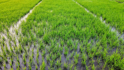 Lush green paddy fields with standing water reflecting sustainable agriculture practices, related to World Environment Day and National Rice Planters Day
