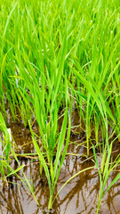 Lush green paddy fields with standing water reflecting sustainable agriculture practices, related to World Environment Day and National Rice Planters Day