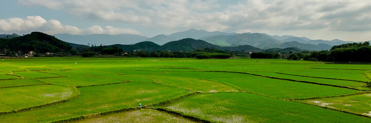 Obraz premium Expansive view of vibrant green rice fields with mountain backdrop under a cloudy sky, symbolizing agriculture and World Environment Day