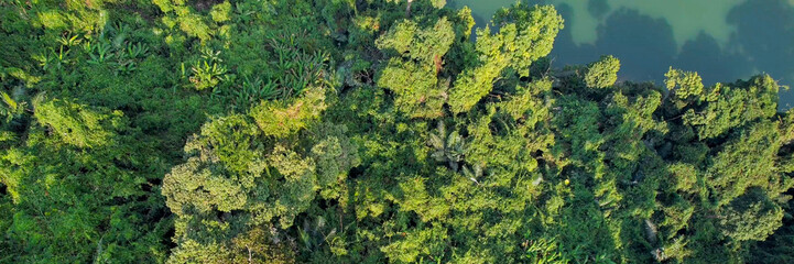 Aerial view of a dense forest canopy showing the diverse texture of greenery, relevant for concepts...