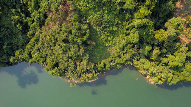 Aerial view of a dense forest canopy showing the diverse texture of greenery, relevant for concepts like Earth Day, conservation, and environmentalism