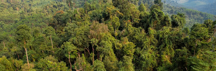 Obraz premium Panoramic view of dense tropical rainforest canopy with misty mountains in background, symbolizing Earth Day and environmental conservation efforts