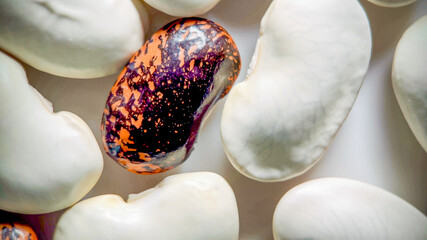 Unique purple and orange speckled bean stands out among white beans, symbolizing diversity and...
