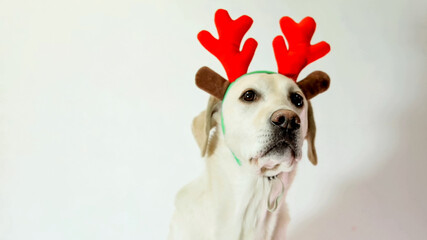 Labrador retriever wearing reindeer antlers against a white background, festive concept for...
