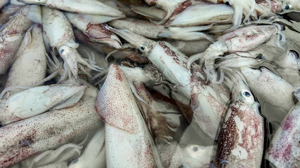 Raw squids at the fish night market