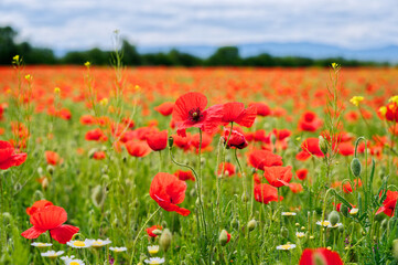 Landscape view of red poppy fields.