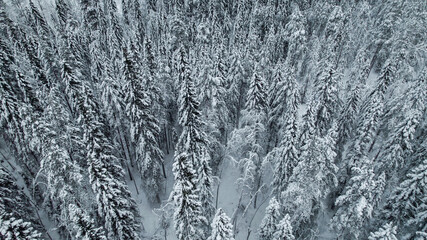 Aerial view of a serene, snow-covered coniferous forest, ideal for winter or Christmas-themed...