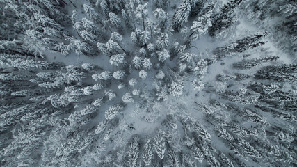 Breathtaking winter sunrise over a frosty forest landscape shrouded in mist, capturing the tranquility of nature during the holiday season Related concepts: winter solstice, Christmas