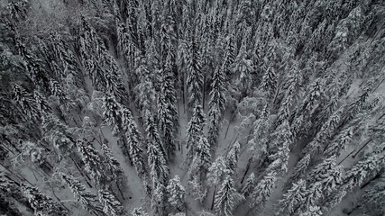 Breathtaking winter sunrise over a frosty forest landscape shrouded in mist, capturing the tranquility of nature during the holiday season Related concepts: winter solstice, Christmas