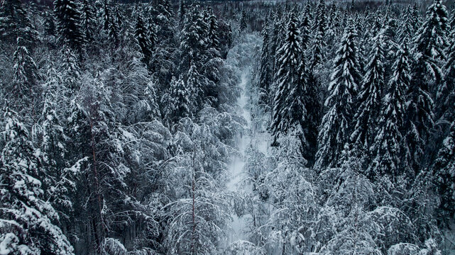 Breathtaking winter sunrise over a frosty forest landscape shrouded in mist, capturing the tranquility of nature during the holiday season Related concepts: winter solstice, Christmas