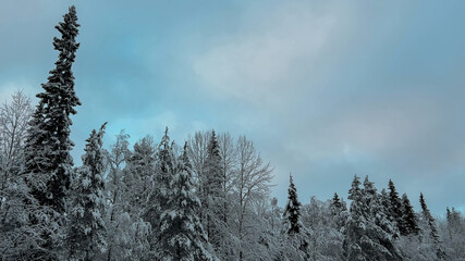 Fresh snow blankets evergreen branches in a serene winter forest, ideal for Christmas and nature...