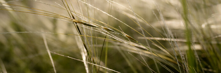 natural background of feather grass in sunset light. Soft focus. Web banner