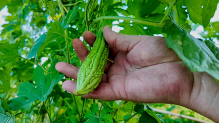 Hand harvesting a fresh bitter melon from a lush garden vine, symbolizing organic farming and...