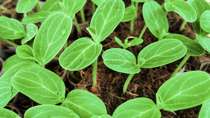 Vibrant green cucumber seedlings sprouting in nutrient-rich soil, symbolizing growth and sustainability, perfect for Earth Day and spring gardening concepts