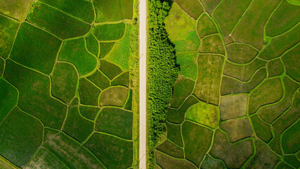 Aerial view of verdant rice terraces with a meandering road, showcasing sustainable agriculture and...