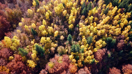 Aerial drone of autumn day with beautiful vibrant colorful leaves in the trees. Green, yellow, brown, red, orange colors. Relaxing feeling. Enjoying life. Meditation. Background and textures.