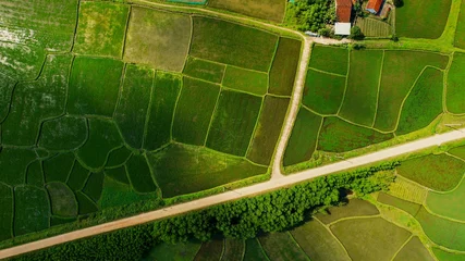 Selbstklebende Fototapeten Reisfelder Aerial view of verdant rice terraces with a meandering road, showcasing sustainable agriculture and rural beauty, perfect for Earth Day and World Environment Day themes  © fotoworld
