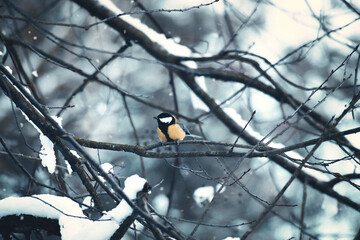 Great tit on snow-covered branches in a bush during snowfall. Black head and breast.