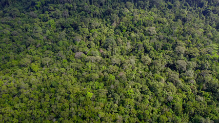 Aerial view of dense green forest canopy, ideal for Earth Day promotion and environmental conservation content