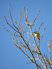Blue tit on a branch of a tree in front of a blue sky. Bird species finch. Bird