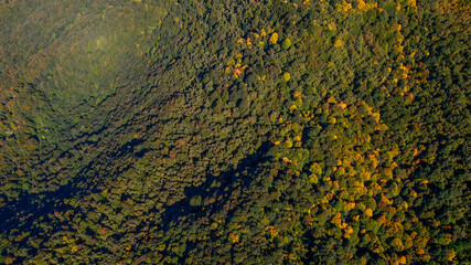 Aerial view of a dense forest in autumn with changing foliage, perfect for representing concepts of...