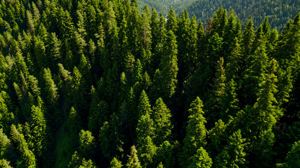 Aerial view of a dense evergreen pine forest, ideal for nature-related concepts and Earth Day...