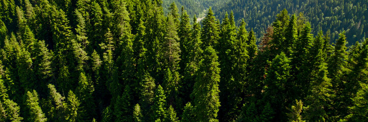 Aerial view of a dense evergreen pine forest, ideal for nature-related concepts and Earth Day...