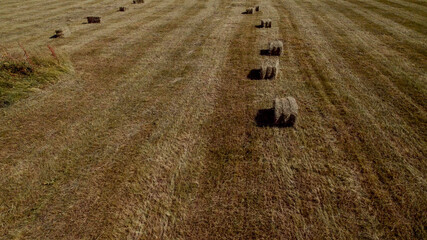 Rural landscape with round hay bales on a harvested field during autumn, related to agriculture and...