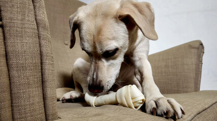 Light-colored Labrador mix enjoying a chew toy on a couch, capturing a moment of pet relaxation and...