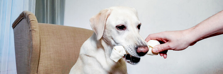 Obedient Labrador retriever with a bow tie gently taking a treat from a human hand, concept for pet...