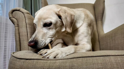 Obedient Labrador retriever with a bow tie gently taking a treat from a human hand, concept for pet...