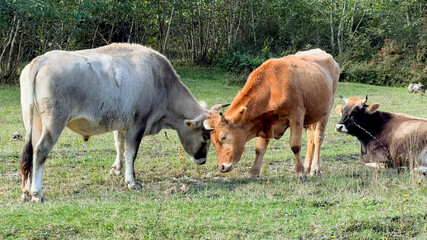 Two cows head-butting in a pastoral setting, evoking themes of rural life and traditional farming, relevant for agriculture and livestock-related content