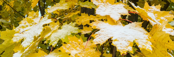 Glistening snowflakes on vibrant yellow maple leaves signaling the transition from autumn to...