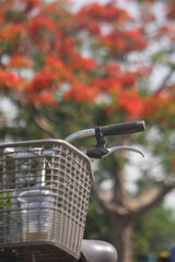 Selective focus close up pollen Delonix Regia flower.Also called Royal Poinciana, Flamboyant, Flame Tree,The seeds of Royal poinciana are about the size of a chopstick head, the seeds of Royal poincia