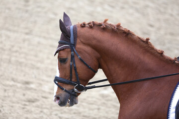 Closeup of a horse portrait during competition training