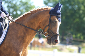 Closeup of a horse portrait during competition training