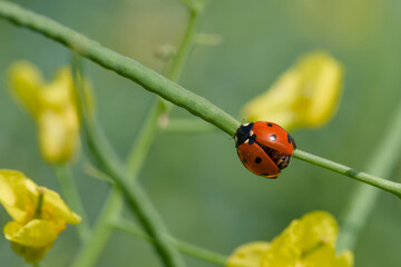 ladybug perching on the rapeseed stem close-up
