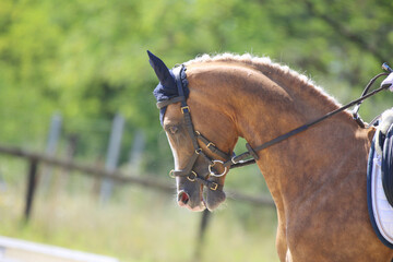 Closeup of a horse portrait during competition training